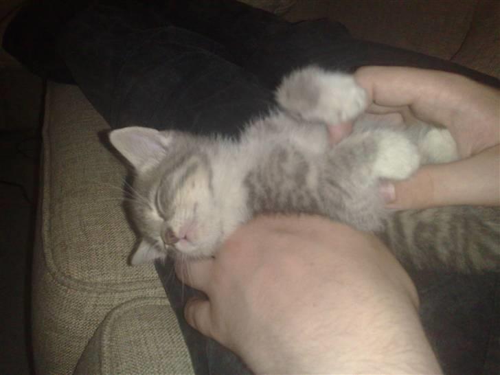 Huskat Mimsen billede 5