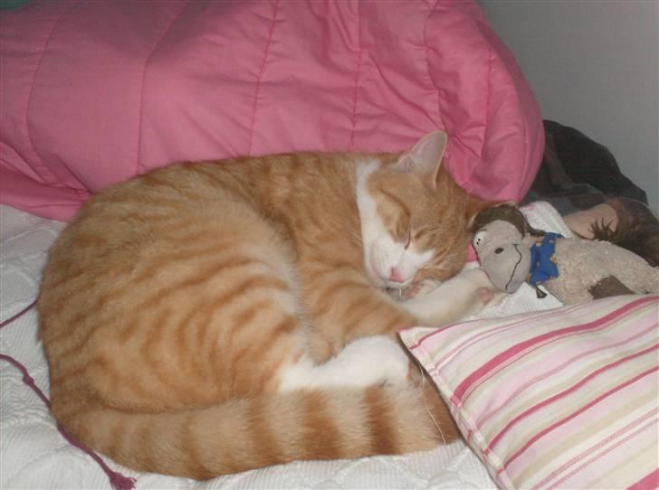 Blanding af racer Anton billede 1