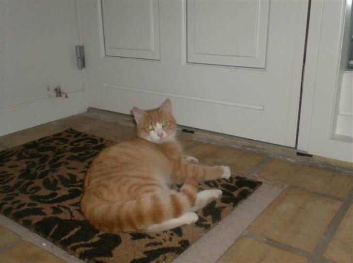 Blanding af racer Anton billede 2