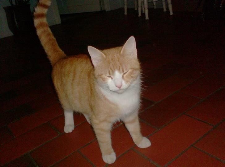 Blanding af racer Anton billede 3