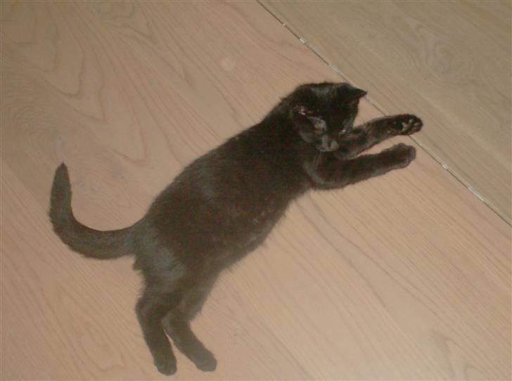 Blanding af racer Sofus - Ligger foran brændeovnen.. billede 9