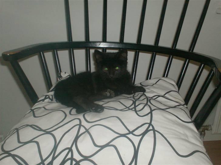 Blanding af racer Sofus - Da man var en lille mis :) billede 10