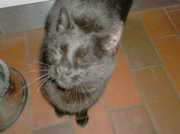 Blanding af racer Sofus - Tigger mere mad....charme..charme... billede 11