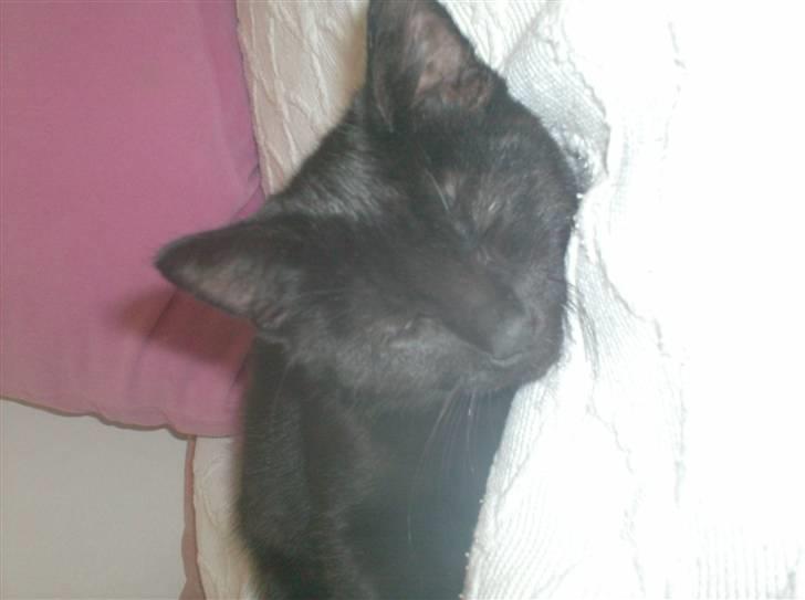 Blanding af racer Sofus - Sover igen... billede 12