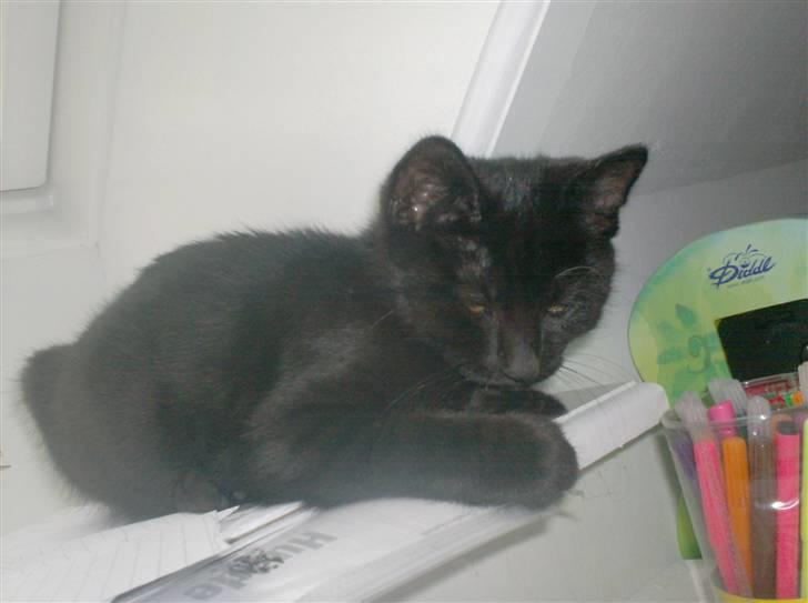 Blanding af racer Sofus - Angriber lidt papir... billede 13