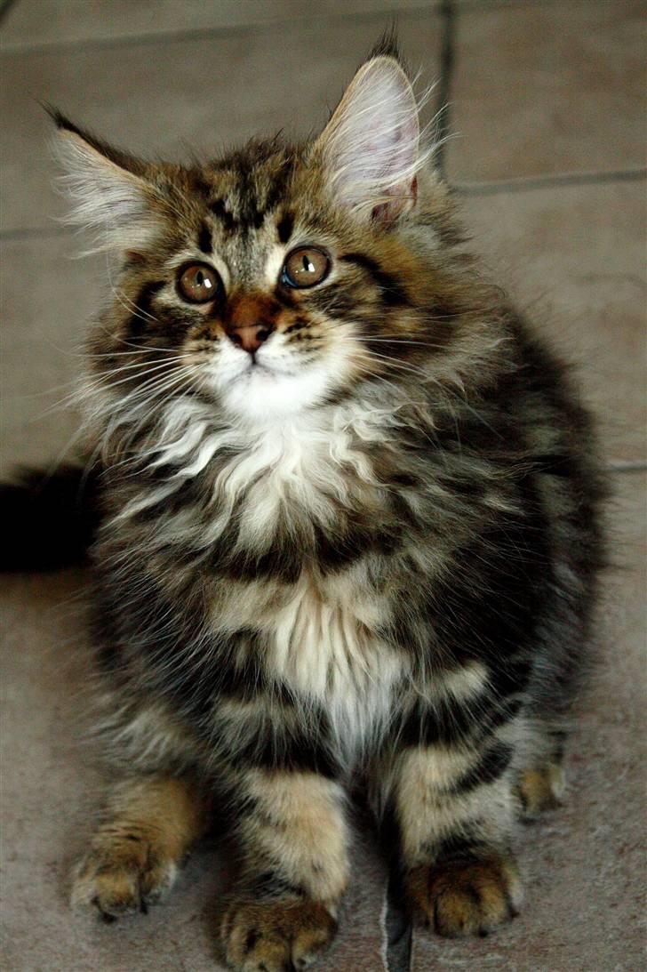 Blanding af racer Luffe billede 7