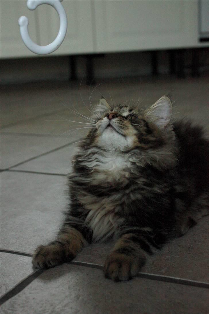 Blanding af racer Luffe billede 8