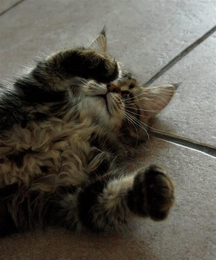 Blanding af racer Luffe billede 9