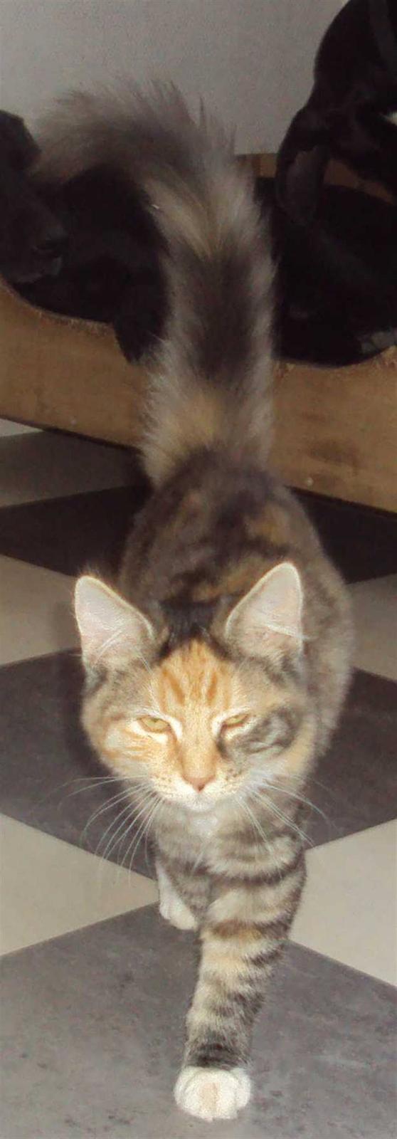 Blanding af racer Mary lou billede 7