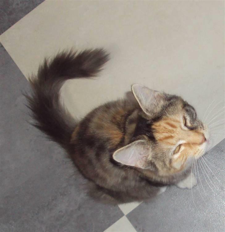 Blanding af racer Mary lou billede 8