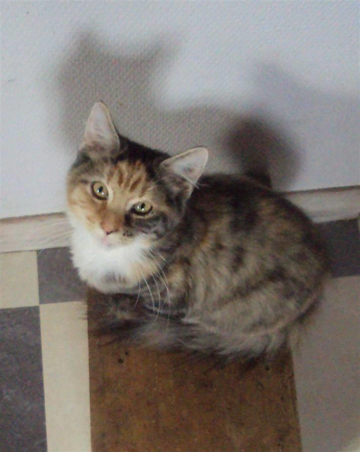 Blanding af racer Mary lou billede 9