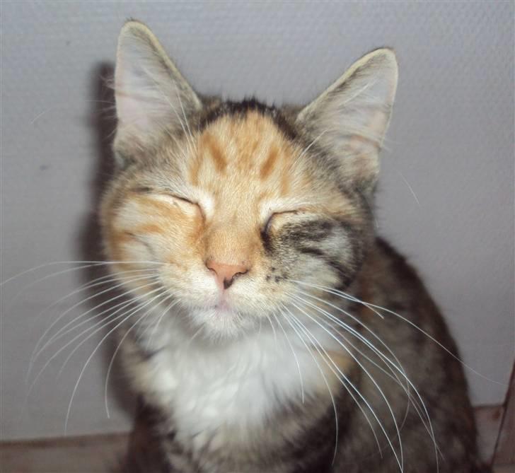 Blanding af racer Mary lou billede 10