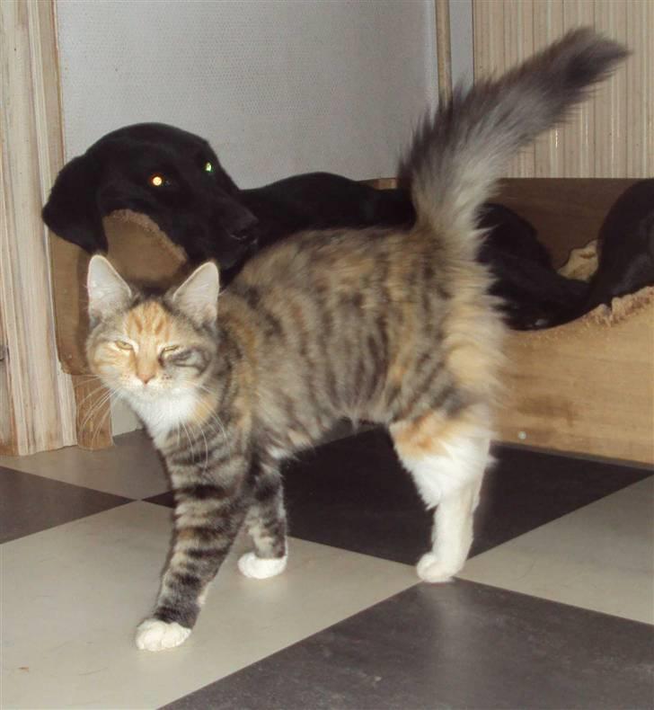 Blanding af racer Mary lou billede 11