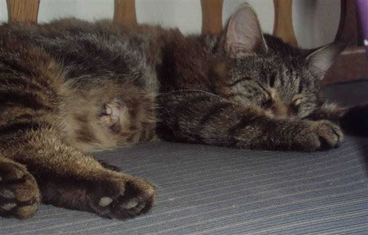 Blanding af racer Fru.Olsen R.I.P billede 8