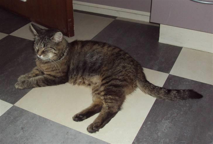 Blanding af racer Fru.Olsen R.I.P billede 9