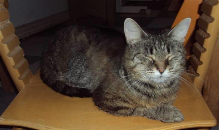 Blanding af racer Fru.Olsen R.I.P billede 10