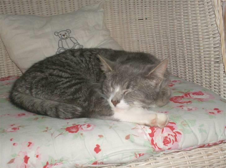 Huskat Ella billede 1