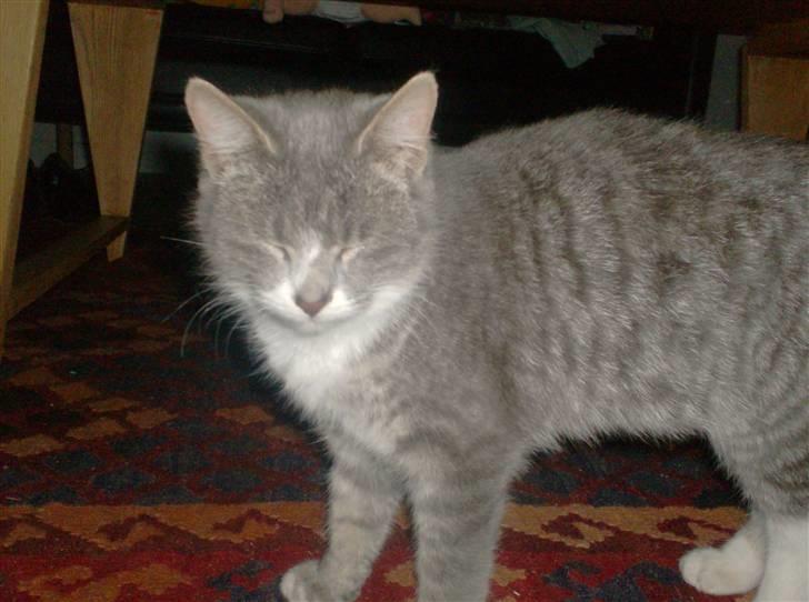 Huskat Ella billede 2