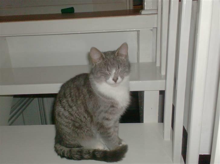 Huskat Ella billede 3