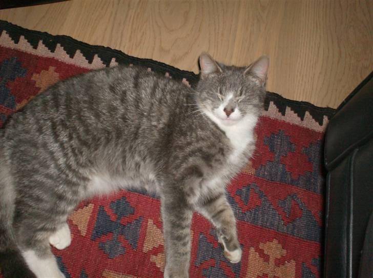 Huskat Ella billede 4