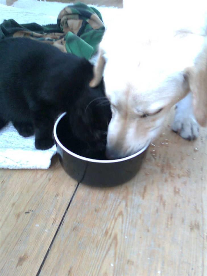 Blanding af racer Sofus billede 15