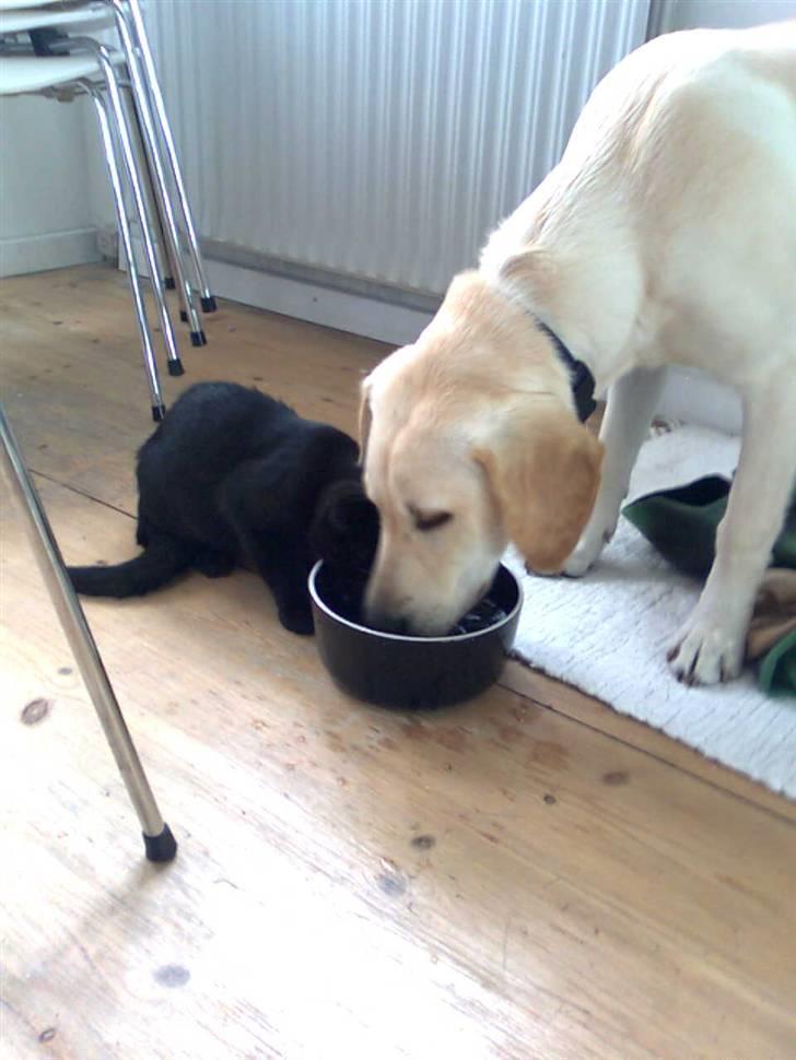 Blanding af racer Sofus billede 16