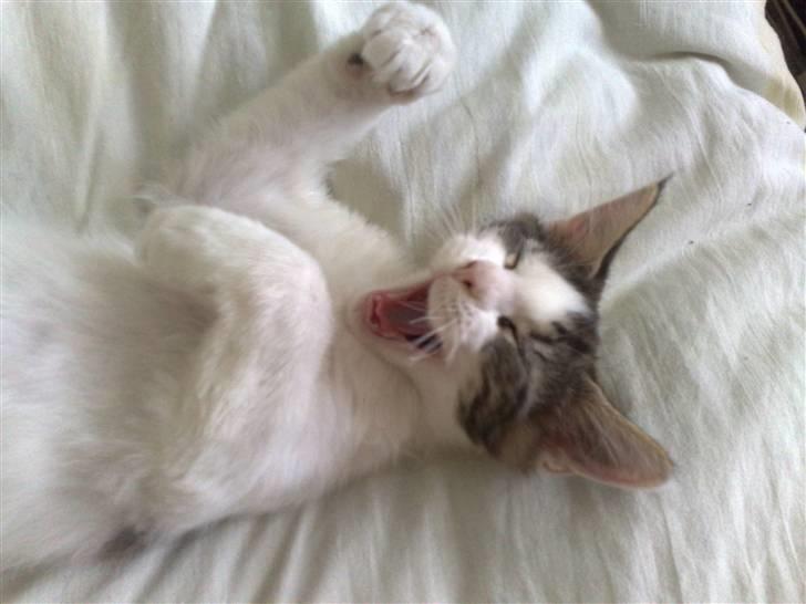 Maine Coon Timon - ha ha ha den vits var drøn god billede 8