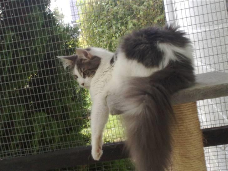 Maine Coon Bianca - 03.09.09. Jeg ligger lige og studere mine små søskende der leger billede 12