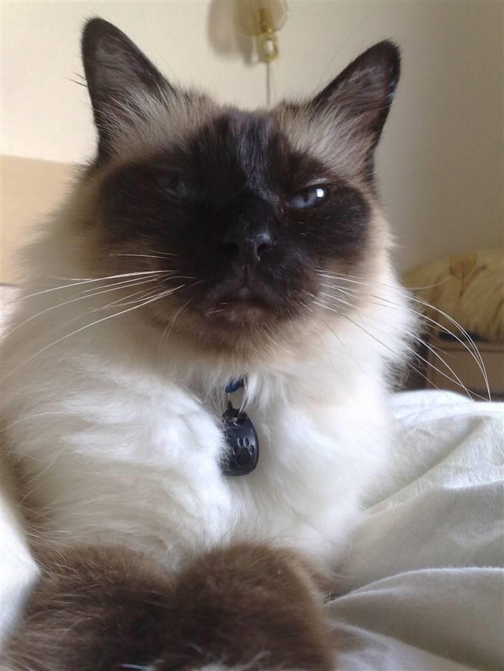 Hellig Birma Andy. R.I.P - september 2009. Skøn herre på 11 år billede 14