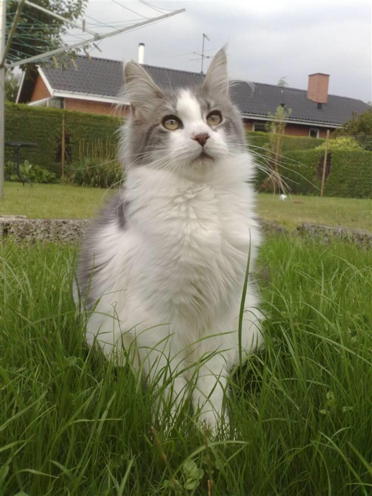 Maine Coon Bianca - I haven. August 2009 billede 13