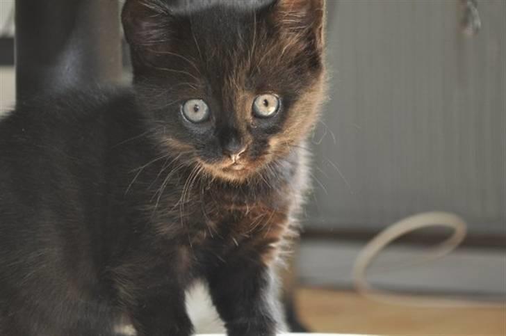 Huskat Siri billede 12