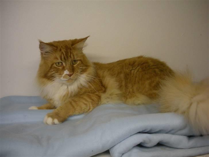 Maine Coon Olmocabe's Paladino - 3-9-09 billede 15