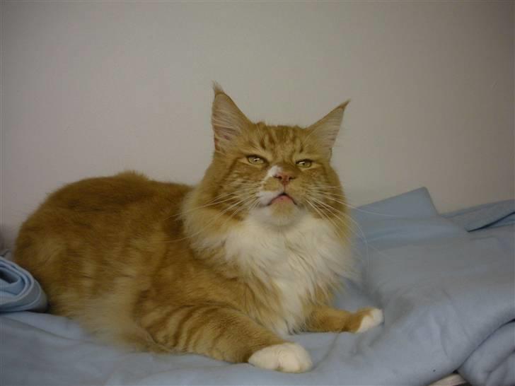 Maine Coon Olmocabe's Paladino - 3-9-09 billede 16