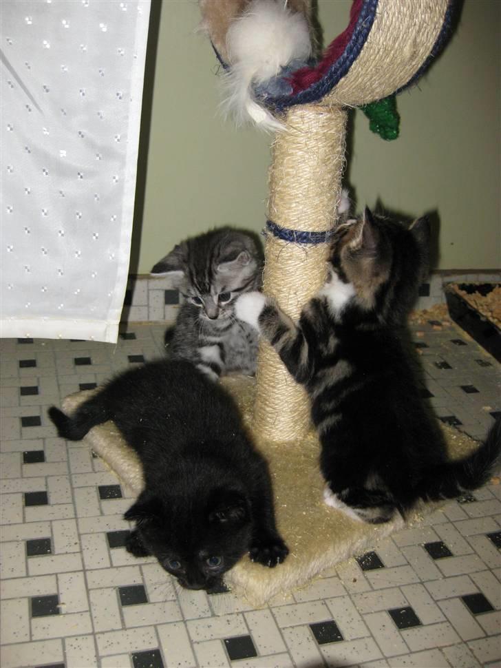 Huskat Siri - Siri og søskende da de var små billede 13