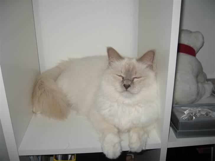 Hellig Birma Chiangmau Romeo  R.I.P billede 1