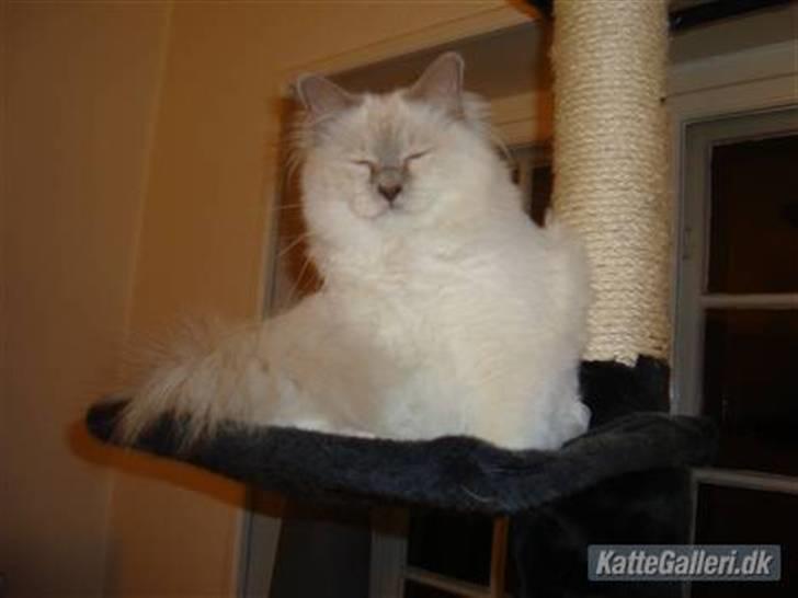 Hellig Birma Chiangmau Romeo  R.I.P billede 2