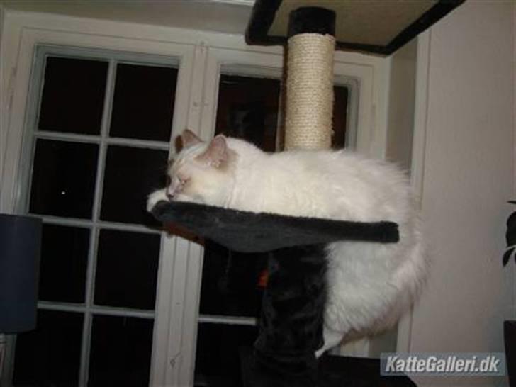 Hellig Birma Chiangmau Romeo  R.I.P billede 3