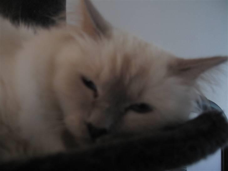 Hellig Birma Chiangmau Romeo  R.I.P billede 4