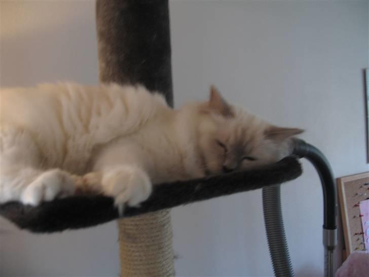 Hellig Birma Chiangmau Romeo  R.I.P billede 5