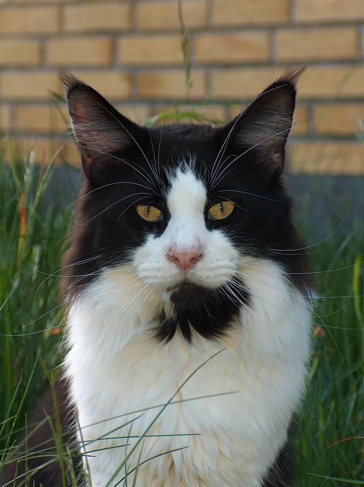 Maine Coon Woody billede 1