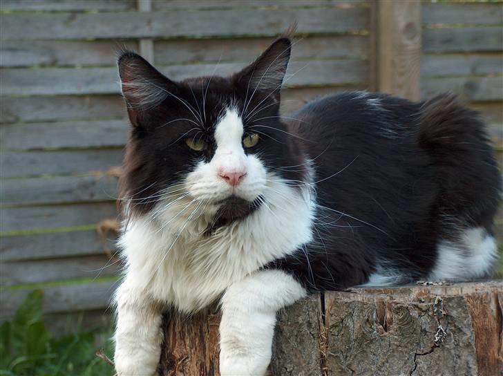 Maine Coon Woody billede 2