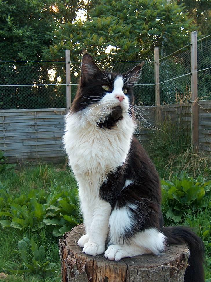 Maine Coon Woody billede 3