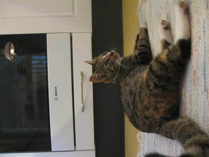 Huskat Viola<3 billede 6