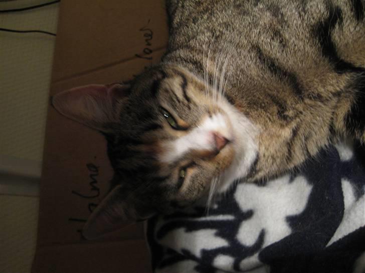 Huskat Viola<3 billede 7