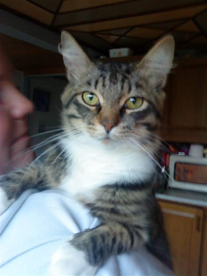 Maine Coon Gizmo..(Trines) - Welcome to my profile.. :P Hope you like it.. :D billede 1