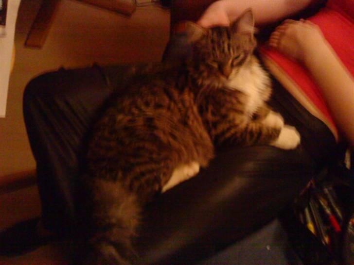 Maine Coon Gizmo..(Trines) billede 2