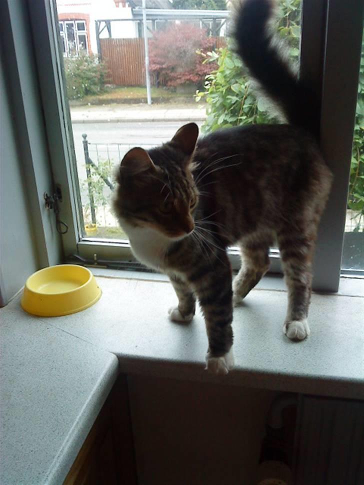 Maine Coon Gizmo..(Trines) billede 3