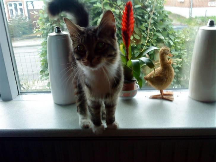 Maine Coon Gizmo..(Trines) billede 4