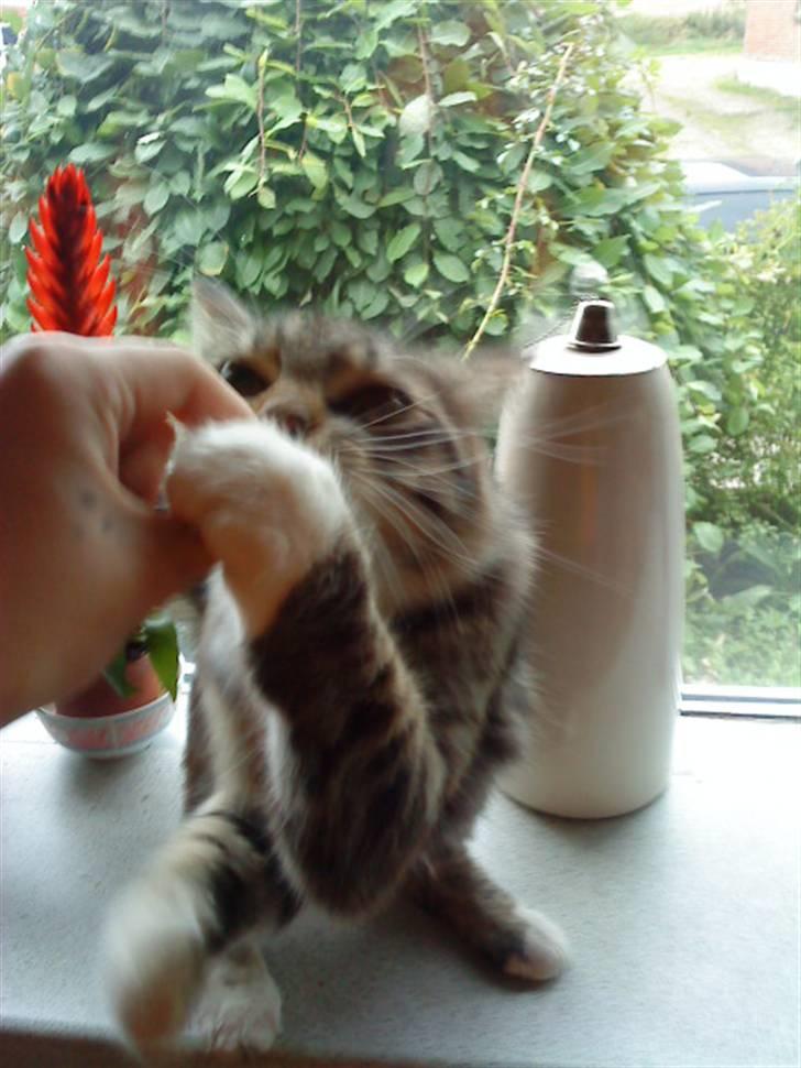 Maine Coon Gizmo..(Trines) billede 5