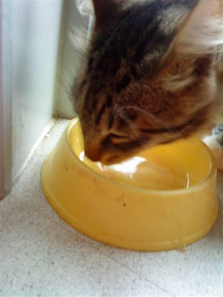 Maine Coon Gizmo..(Trines) billede 6